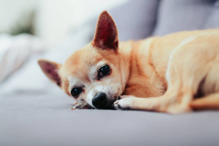 pet friendly rooms